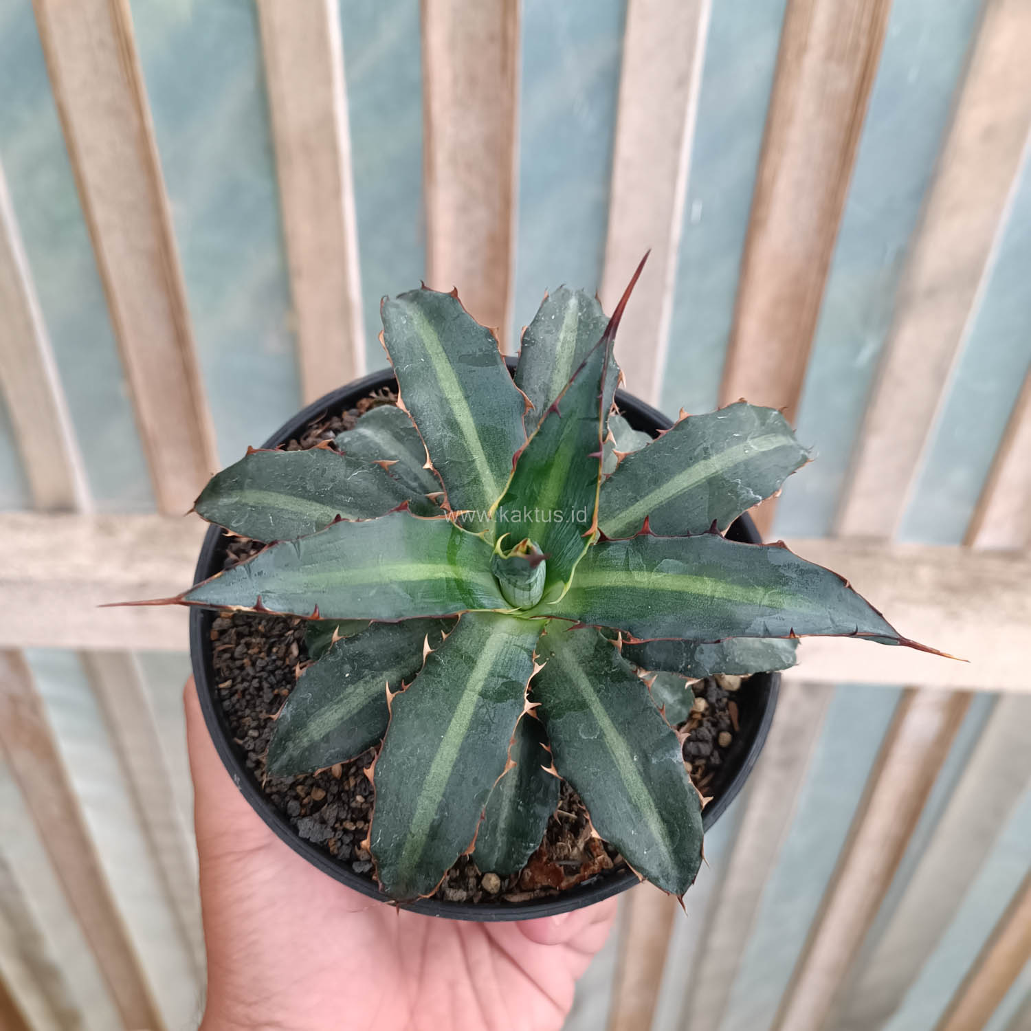 1093. Agave Lophantha Splendida - Image 5