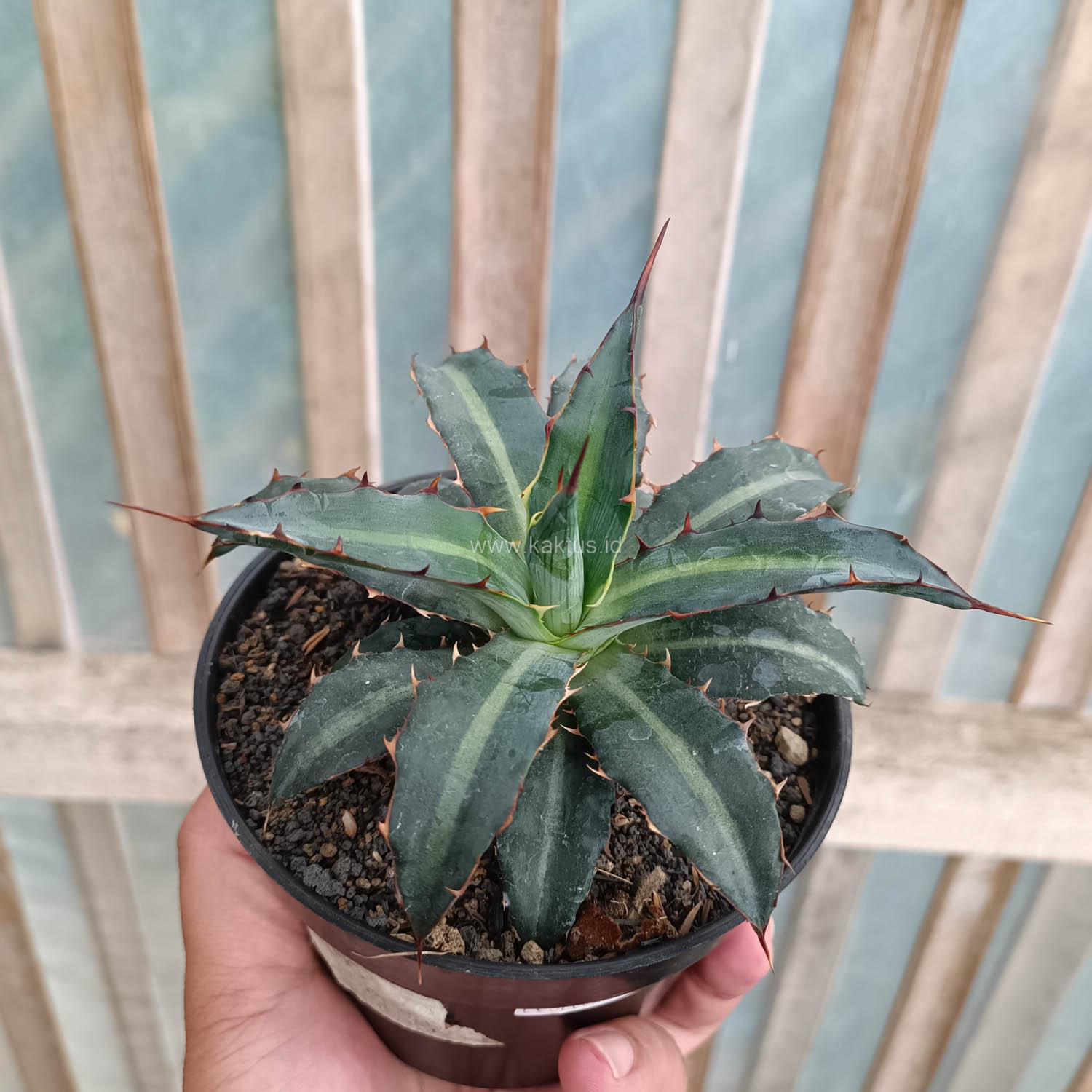 1093. Agave Lophantha Splendida - Image 3