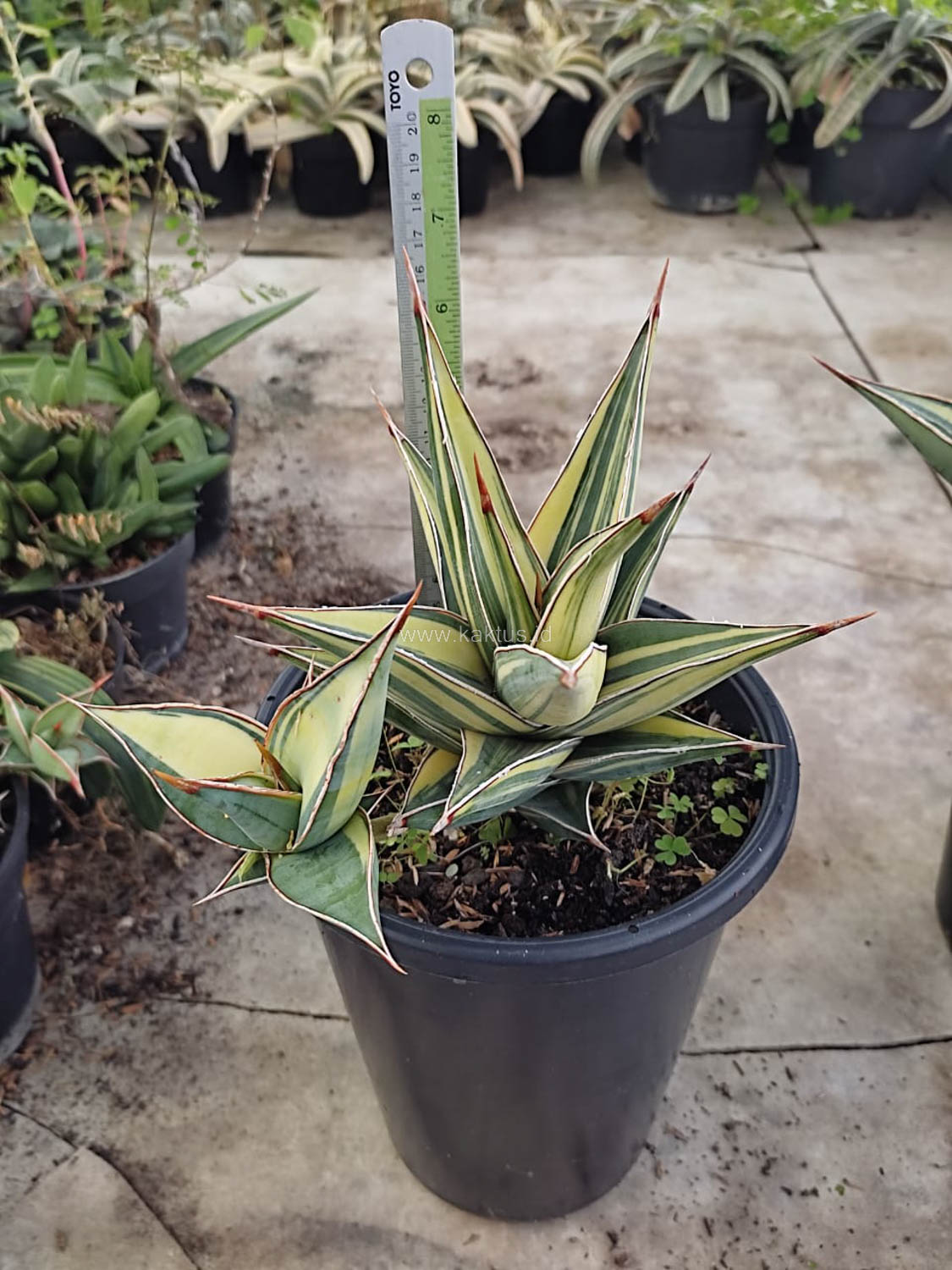1094. Sansevieria Pinguicula Variegated Height 17 Cm With Baby - Image 6