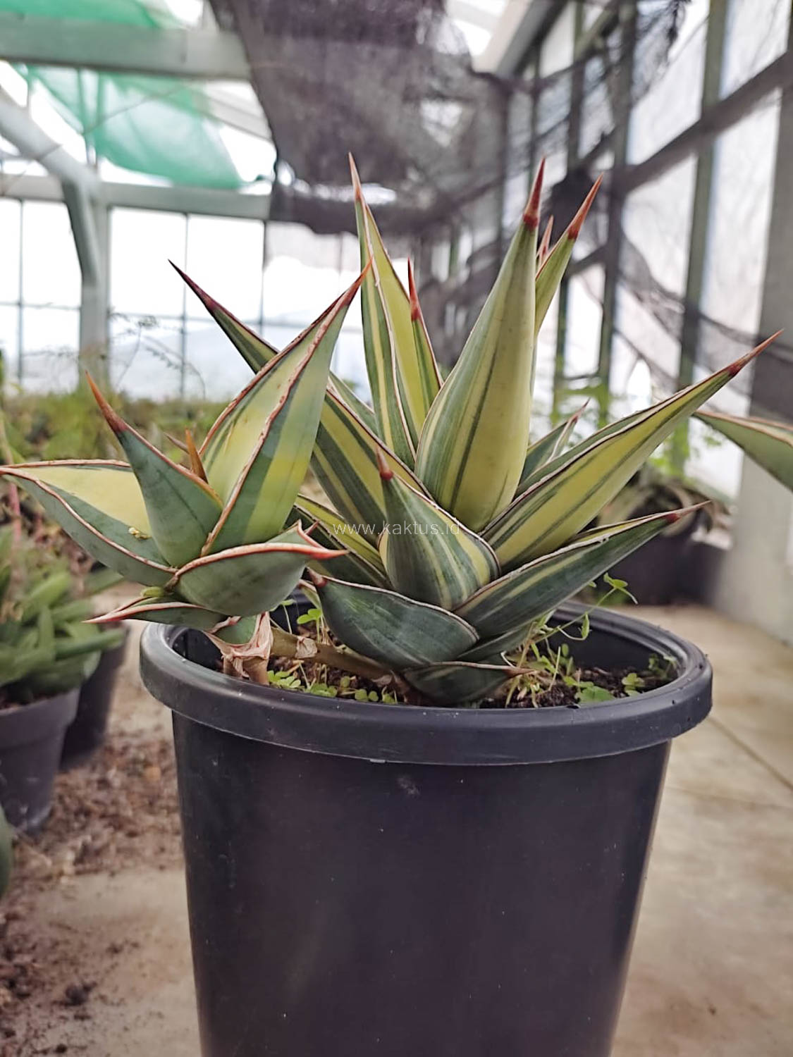1094. Sansevieria Pinguicula Variegated Height 17 Cm With Baby - Image 5