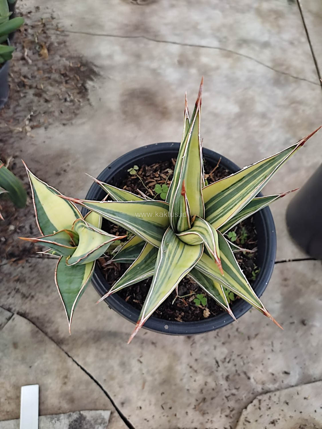1094. Sansevieria Pinguicula Variegated Height 17 Cm With Baby - Image 4