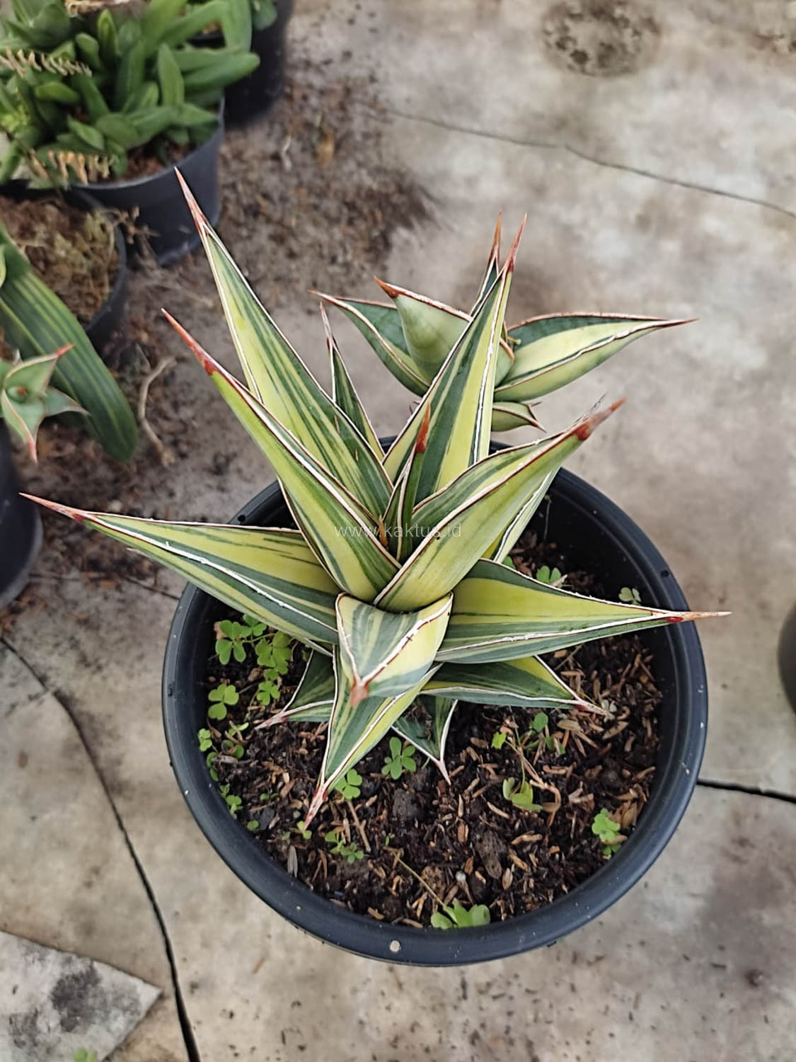 1094. Sansevieria Pinguicula Variegated Height 17 Cm With Baby - Image 2