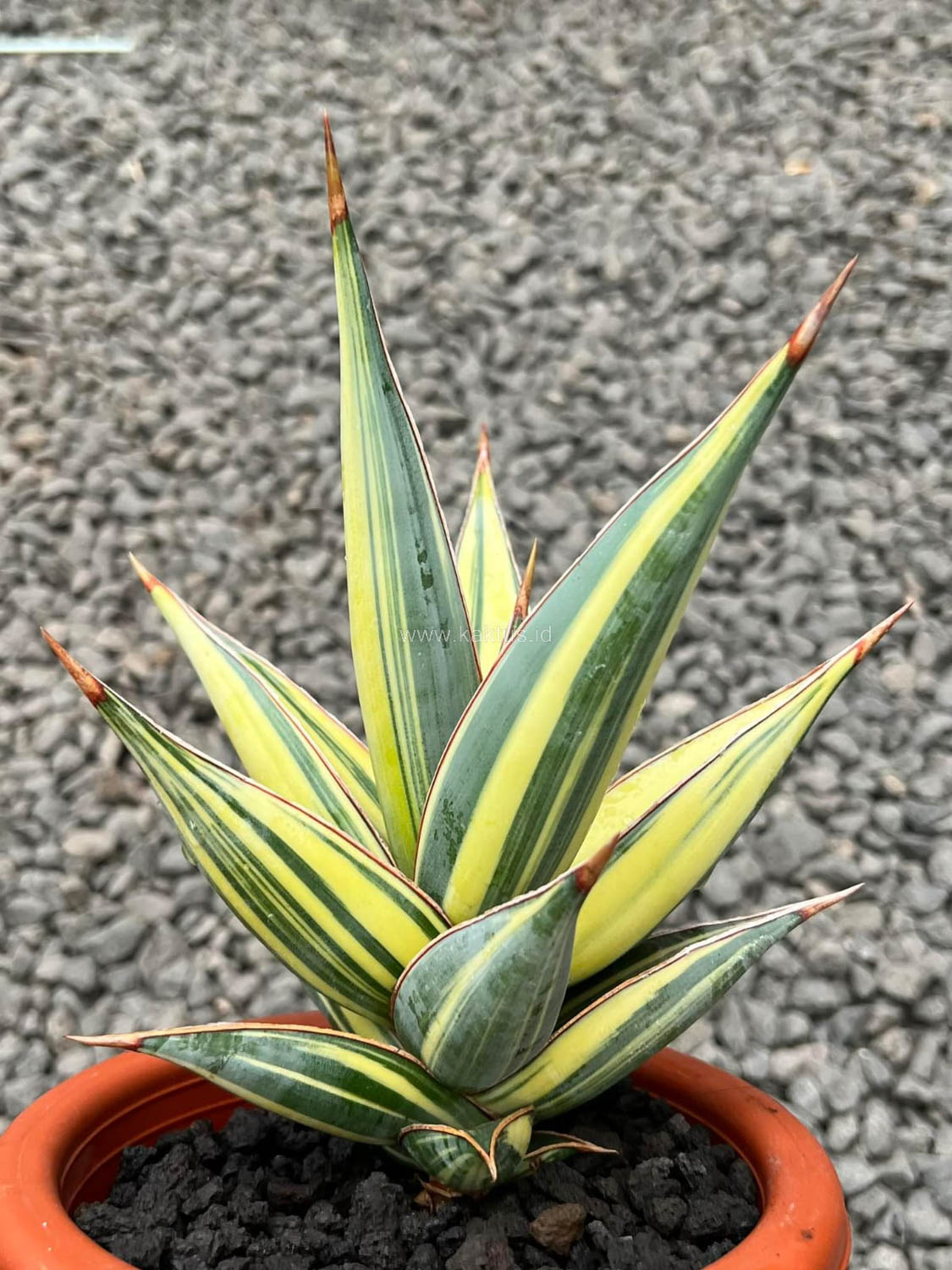 1096. Sansevieria Pinguicula Variegated Height 25 Cm - Image 3