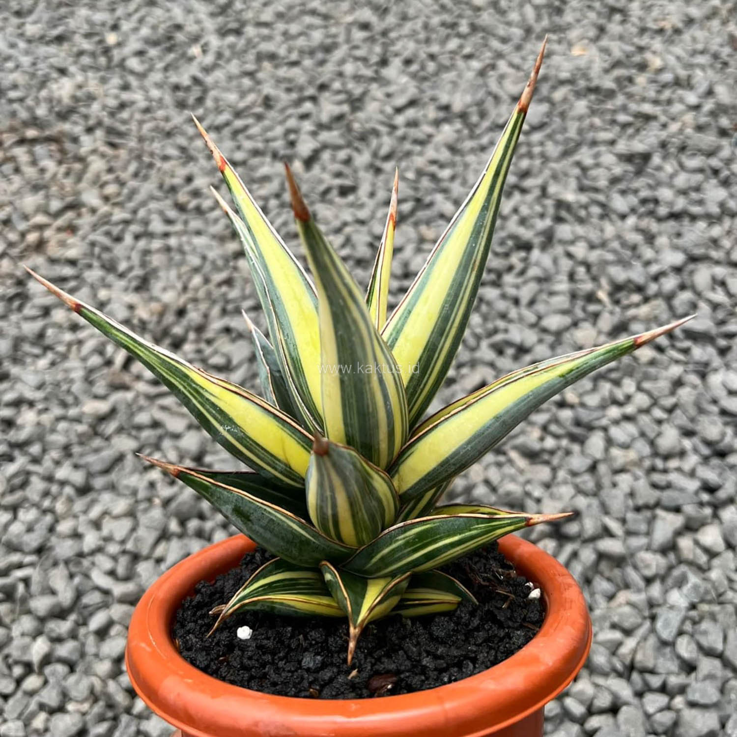 1096. Sansevieria Pinguicula Variegated Height 25 Cm - Image 2
