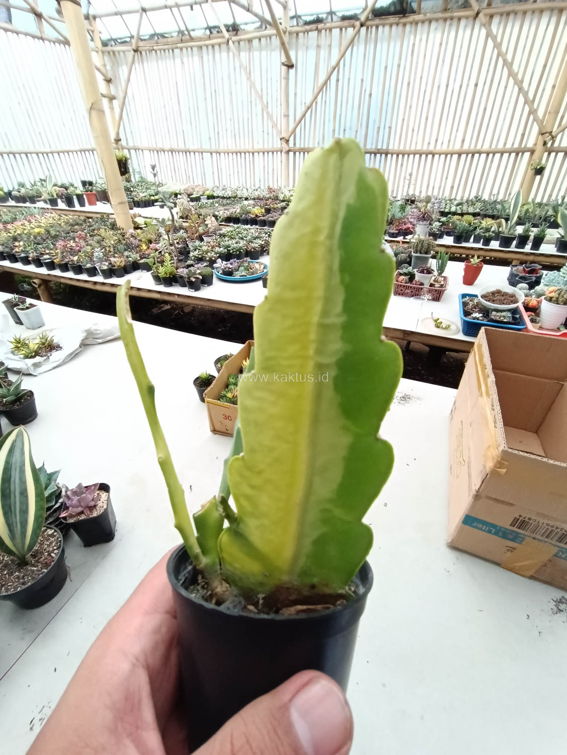 1097. Disocactus Angulige Variegated / Fish Bone Cactus Variegated / Zig Zag Cactus Variegated - Image 16