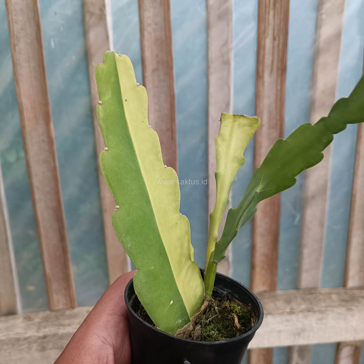1097. Disocactus Angulige Variegated / Fish Bone Cactus Variegated / Zig Zag Cactus Variegated - Image 8