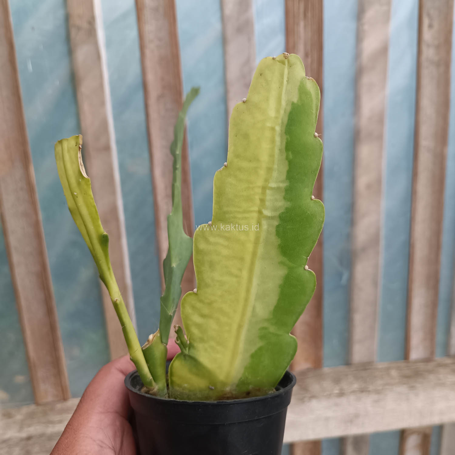 1097. Disocactus Angulige Variegated / Fish Bone Cactus Variegated / Zig Zag Cactus Variegated - Image 3