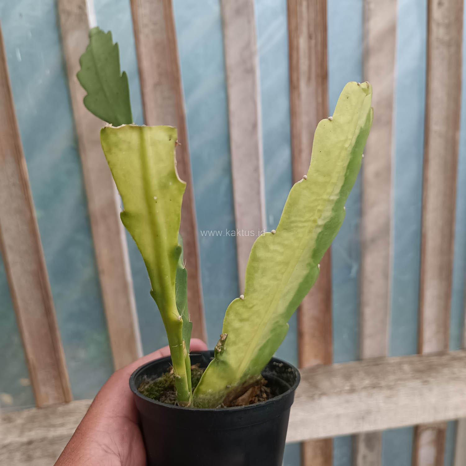 1097. Disocactus Angulige Variegated / Fish Bone Cactus Variegated / Zig Zag Cactus Variegated - Image 7
