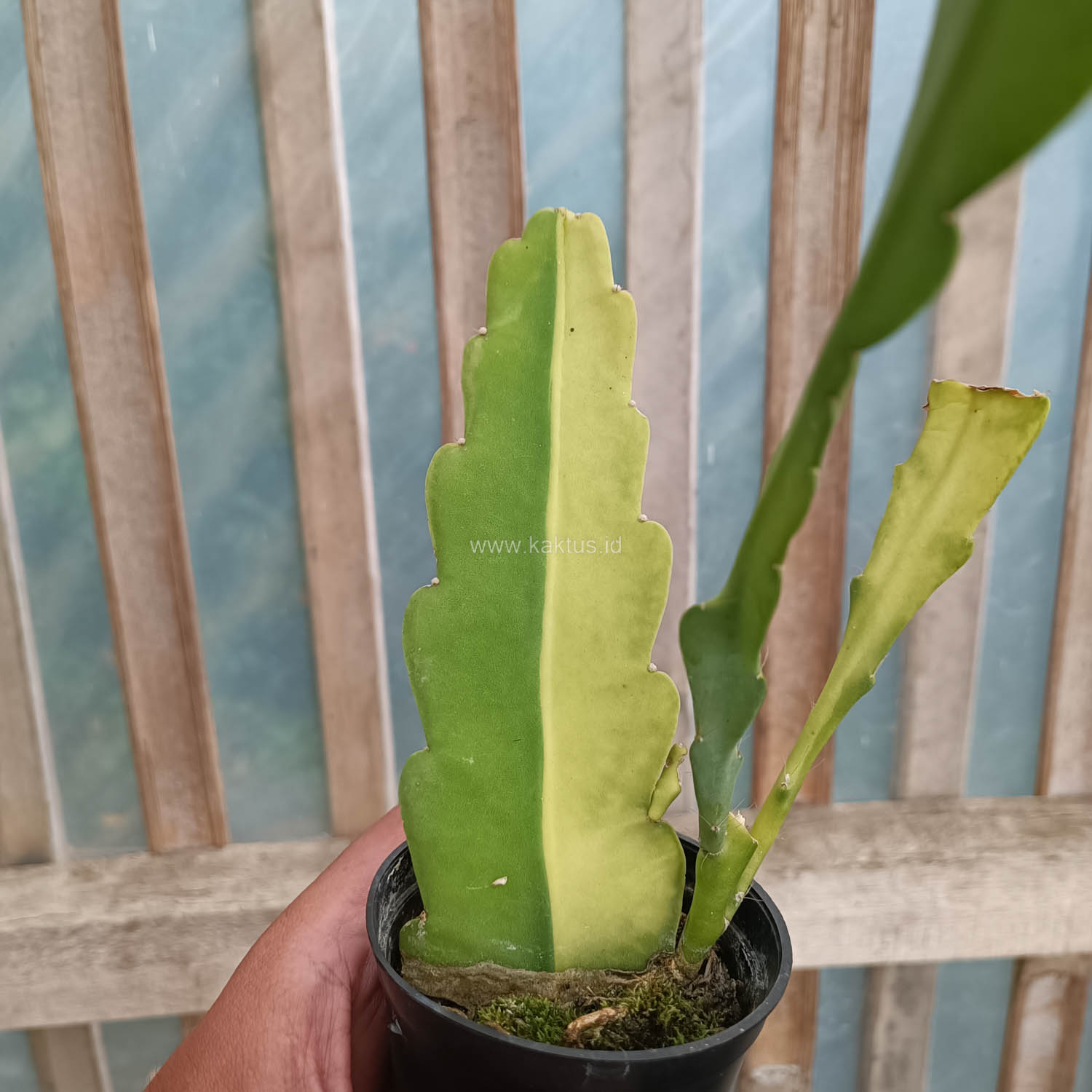 1097. Disocactus Angulige Variegated / Fish Bone Cactus Variegated / Zig Zag Cactus Variegated - Image 6