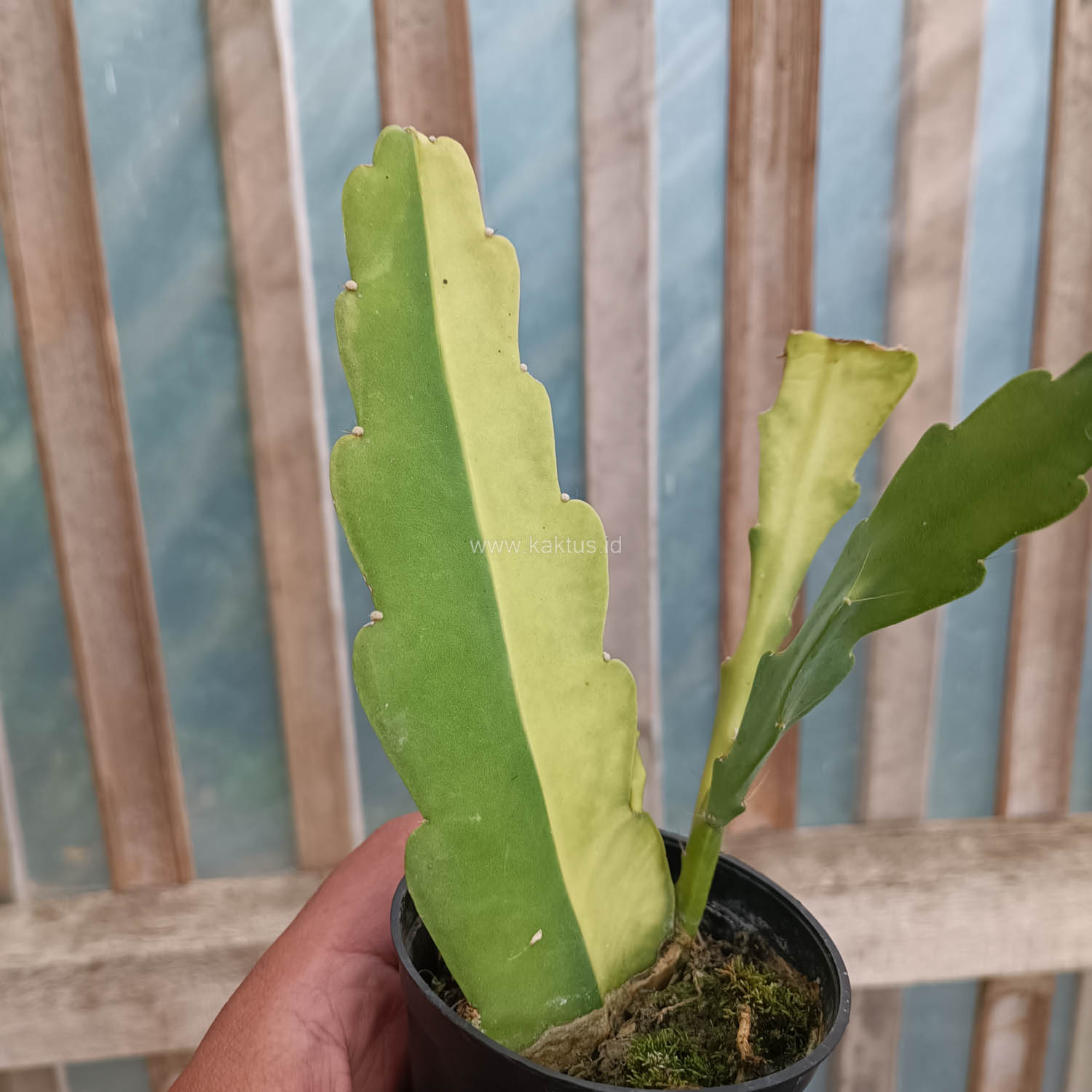 1097. Disocactus Angulige Variegated / Fish Bone Cactus Variegated / Zig Zag Cactus Variegated - Image 5