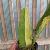 1097. Disocactus Angulige Variegated / Fish Bone Cactus Variegated / Zig Zag Cactus Variegated