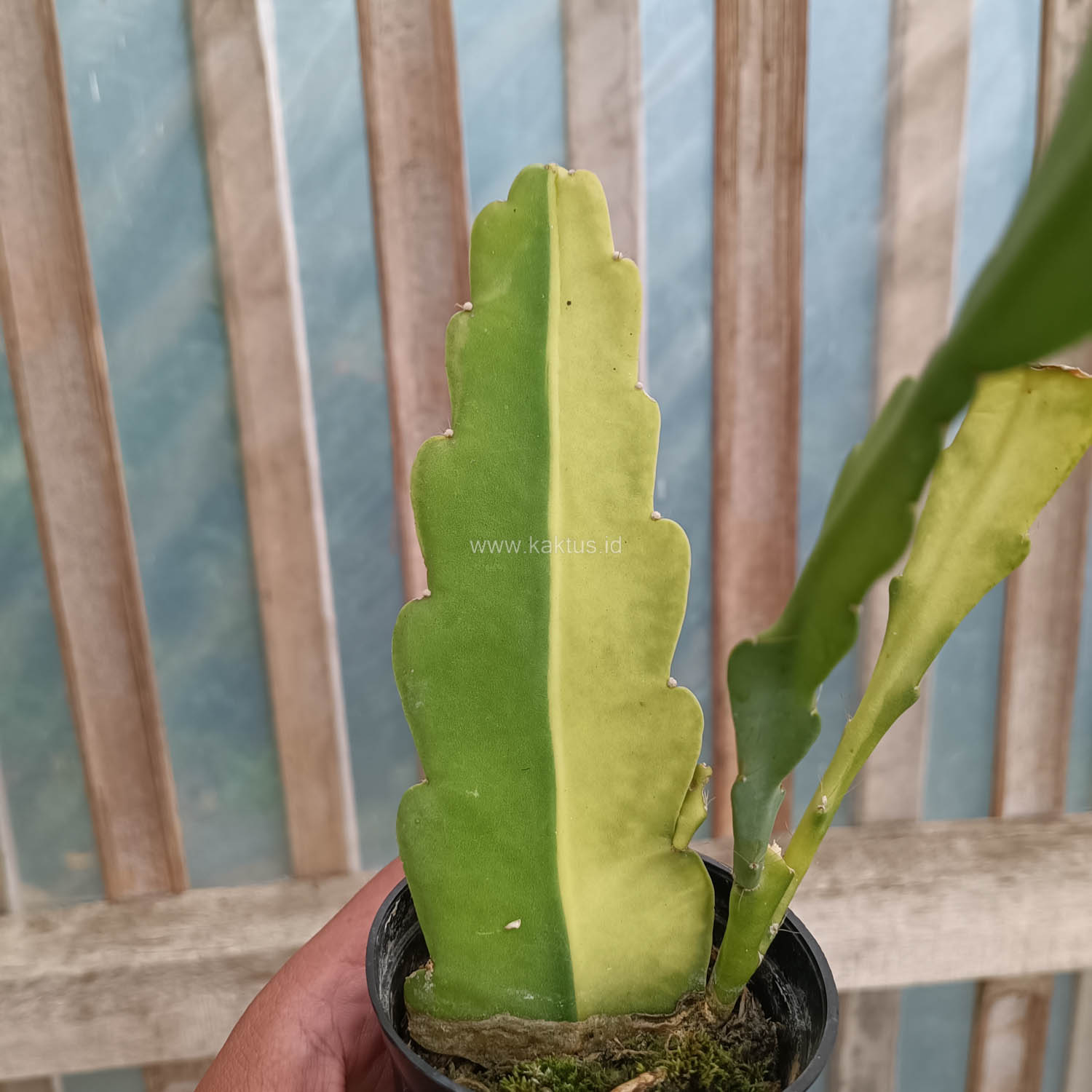 1097. Disocactus Angulige Variegated / Fish Bone Cactus Variegated / Zig Zag Cactus Variegated