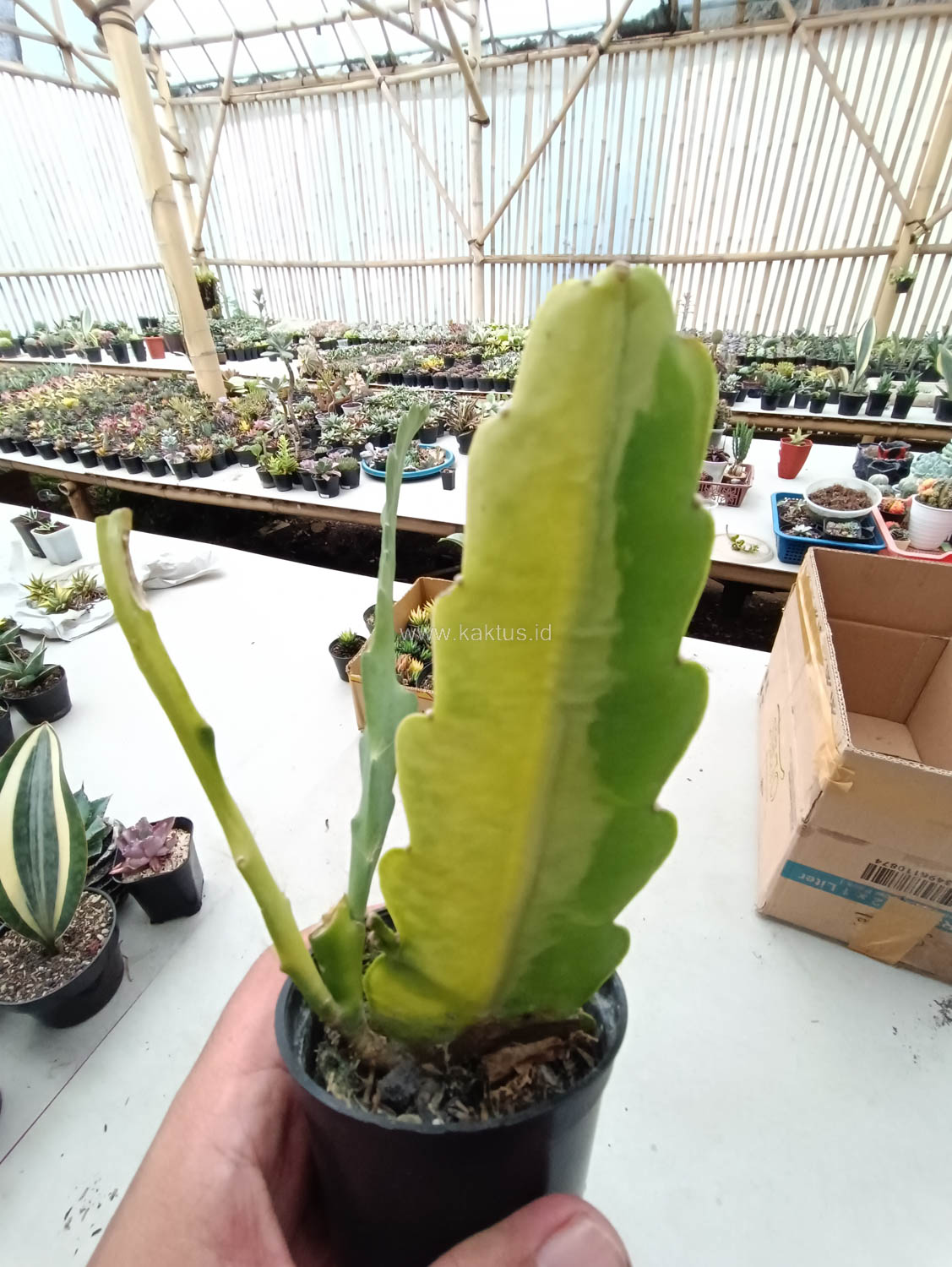 1097. Disocactus Angulige Variegated / Fish Bone Cactus Variegated / Zig Zag Cactus Variegated - Image 15
