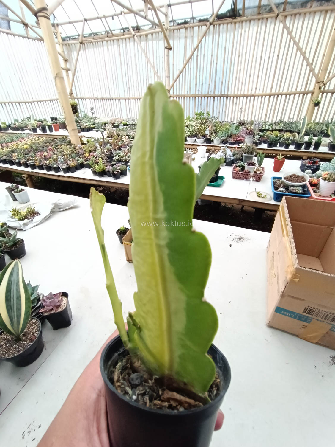 1097. Disocactus Angulige Variegated / Fish Bone Cactus Variegated / Zig Zag Cactus Variegated - Image 14