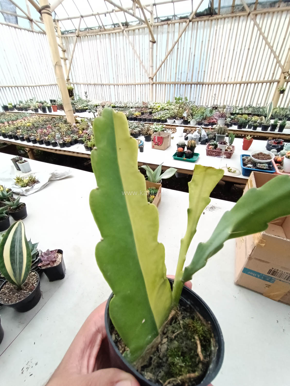 1097. Disocactus Angulige Variegated / Fish Bone Cactus Variegated / Zig Zag Cactus Variegated - Image 13