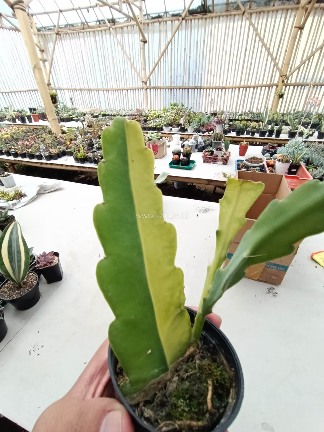 1097. Disocactus Angulige Variegated / Fish Bone Cactus Variegated / Zig Zag Cactus Variegated - Image 2