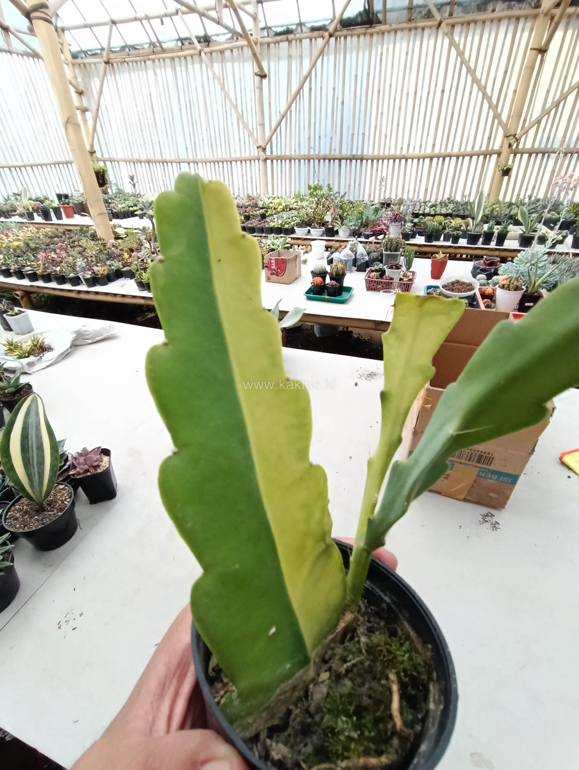 1097. Disocactus Angulige Variegated / Fish Bone Cactus Variegated / Zig Zag Cactus Variegated - Image 11