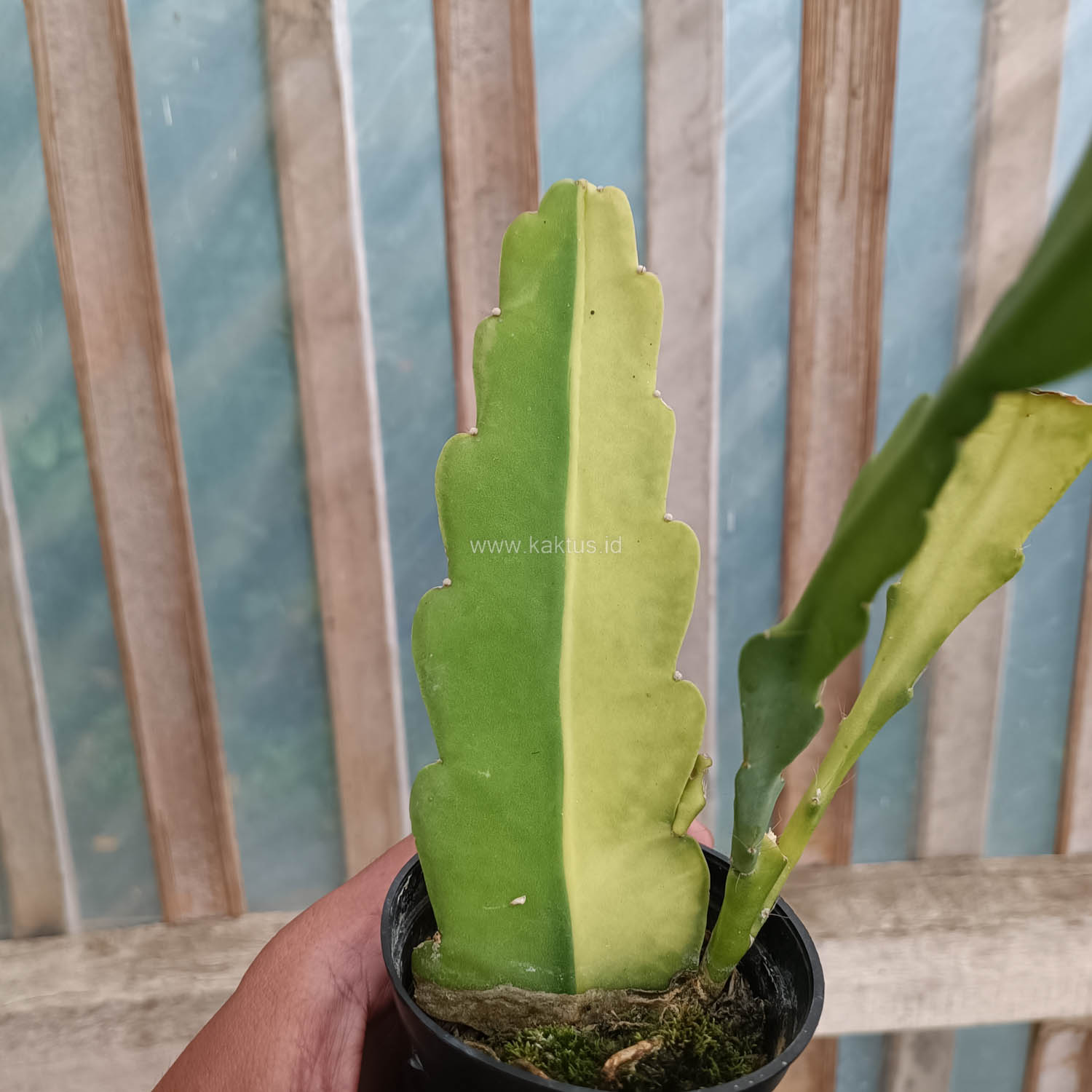 1097. Disocactus Angulige Variegated / Fish Bone Cactus Variegated / Zig Zag Cactus Variegated - Image 10