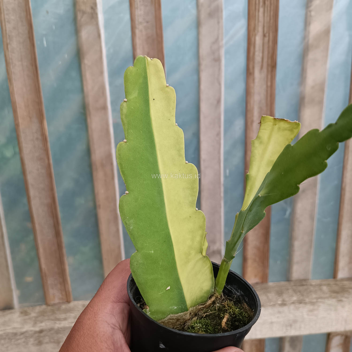 1097. Disocactus Angulige Variegated / Fish Bone Cactus Variegated / Zig Zag Cactus Variegated - Image 9