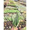 1098. Sansevieria Starburst / Sansevieria Hahniii Green Ice