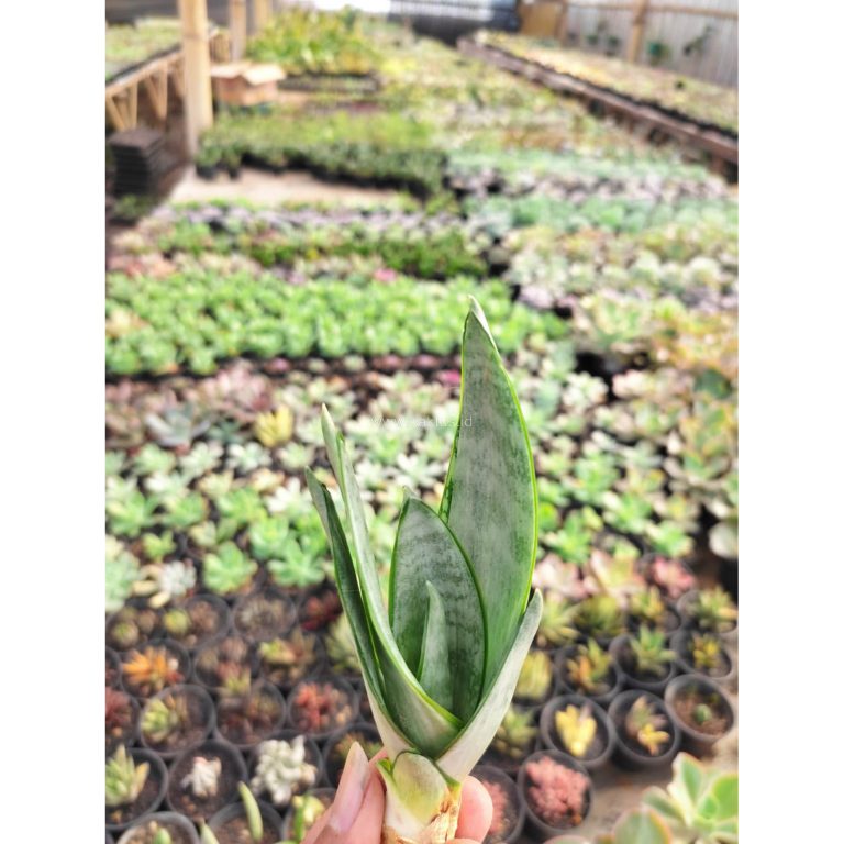 1098. Sansevieria Starburst / Sansevieria Hahniii Green Ice