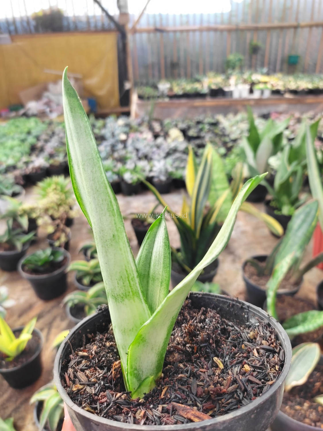 1099. Sansevieria Silver Angel - Image 3