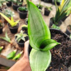 Alternative view of 1099. Sansevieria Silver Angel