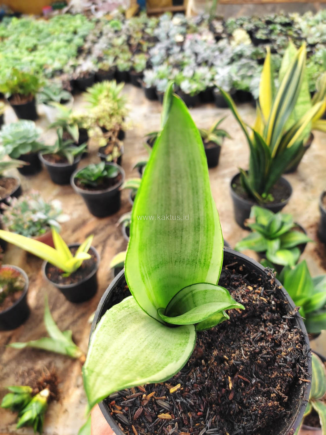 1099. Sansevieria Silver Angel - Image 4