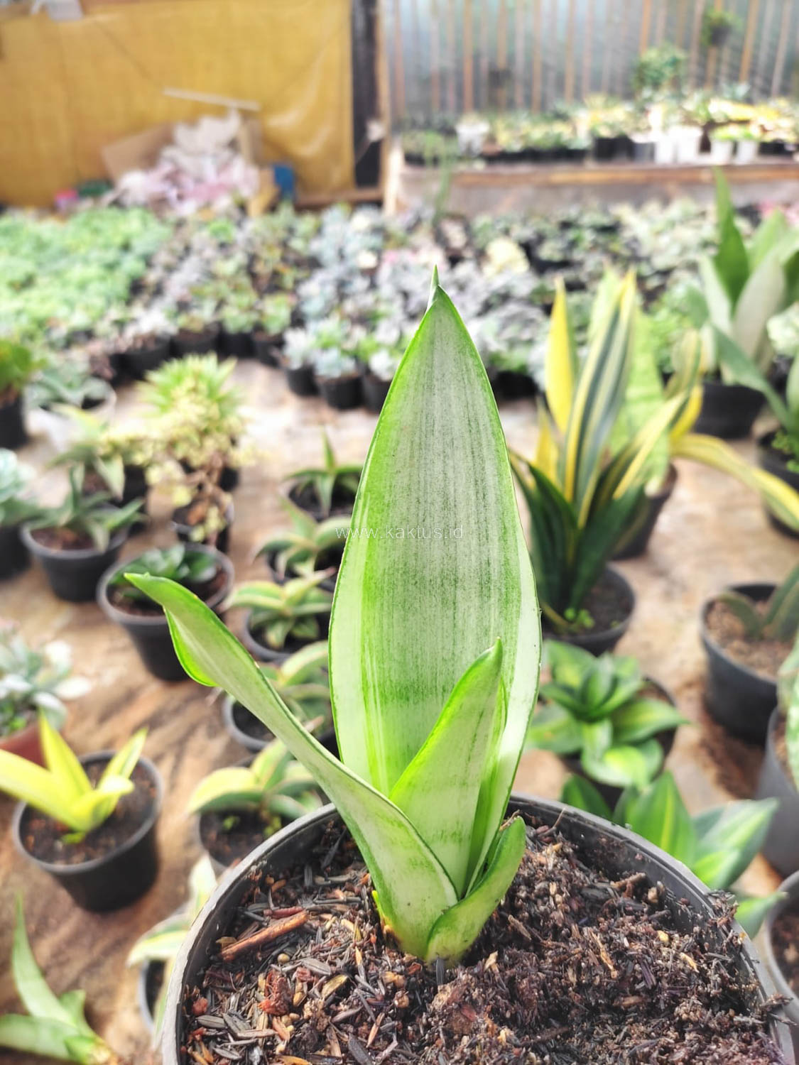 1099. Sansevieria Silver Angel - Image 5