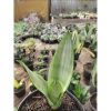 1099. Sansevieria Silver Angel