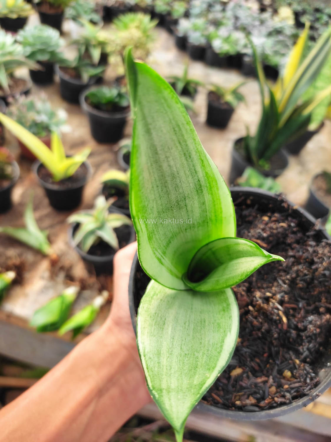 1099. Sansevieria Silver Angel - Image 2