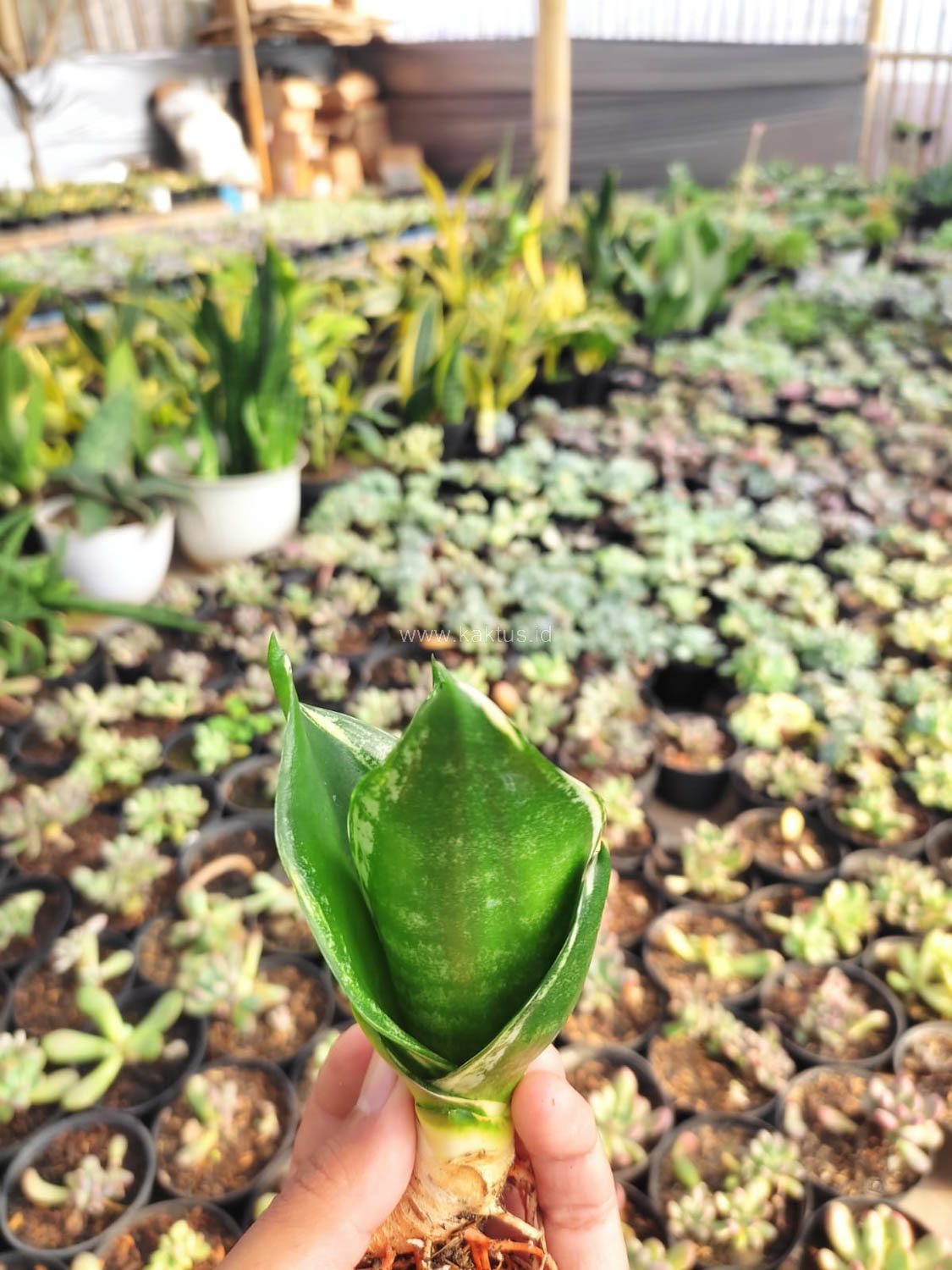 1100. Sansevieria Martin - Image 4