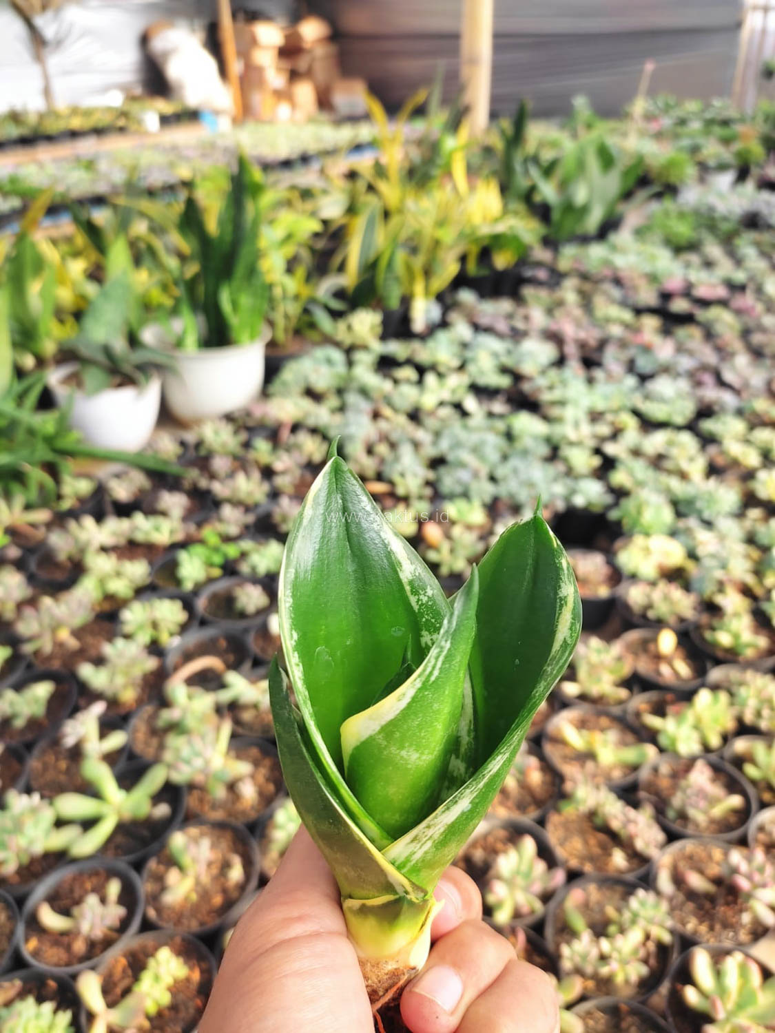 1100. Sansevieria Martin - Image 5