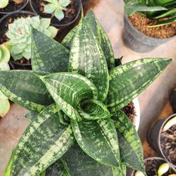 Alternative view of 1100. Sansevieria Martin
