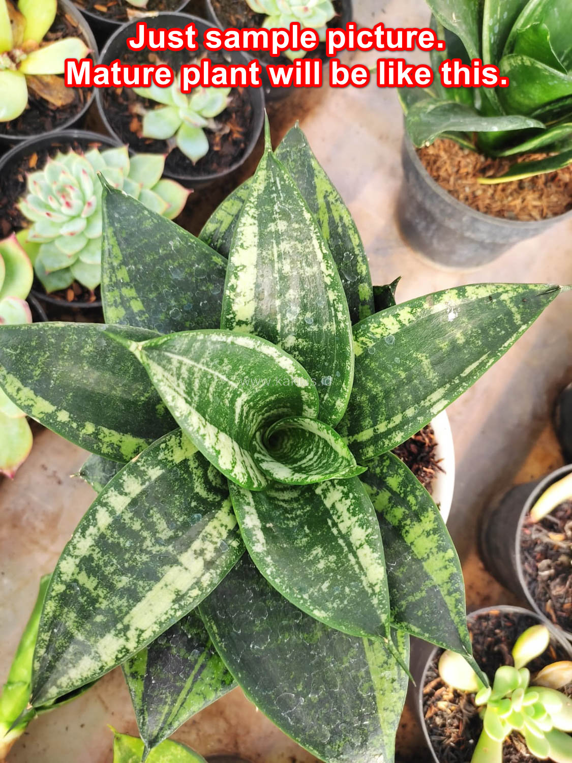 1100. Sansevieria Martin - Image 2