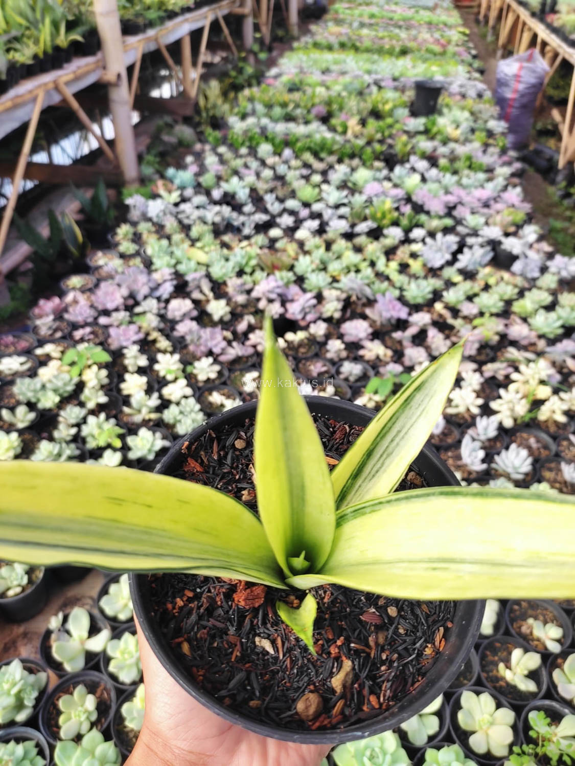 1101. Sansevieria Beauty Sensation - Image 4