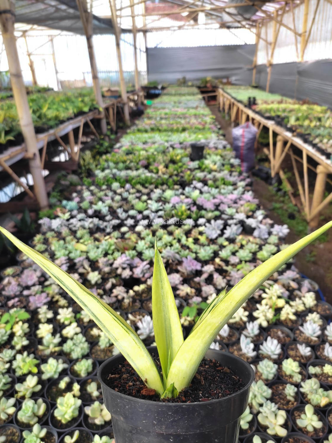 1101. Sansevieria Beauty Sensation - Image 5