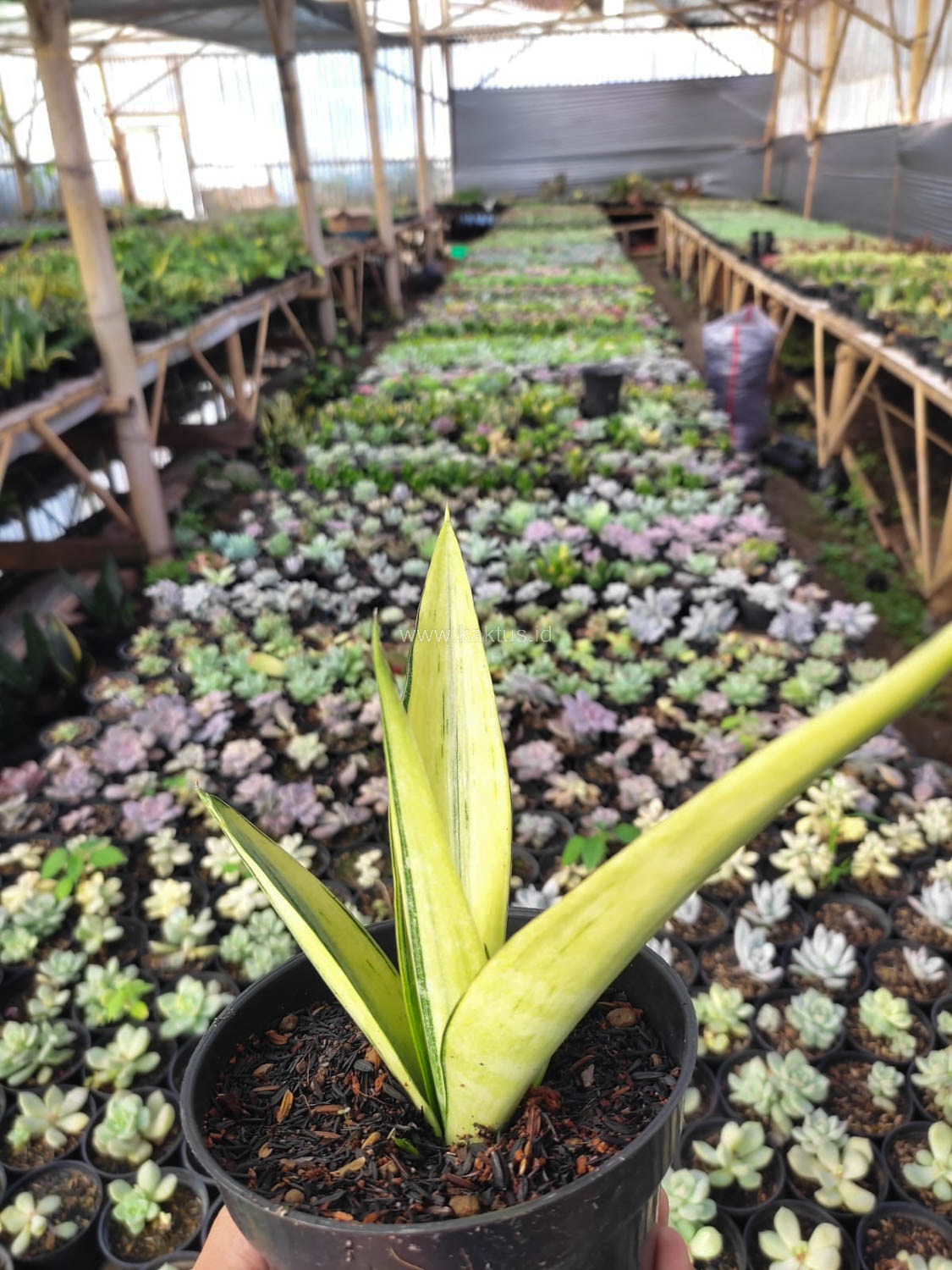 1101. Sansevieria Beauty Sensation - Image 6