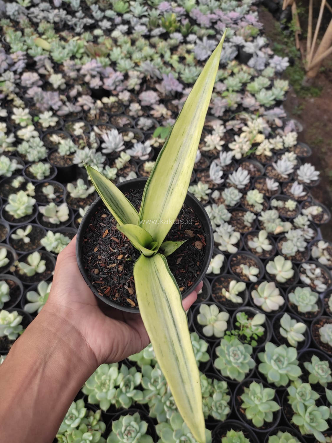 1101. Sansevieria Beauty Sensation - Image 2