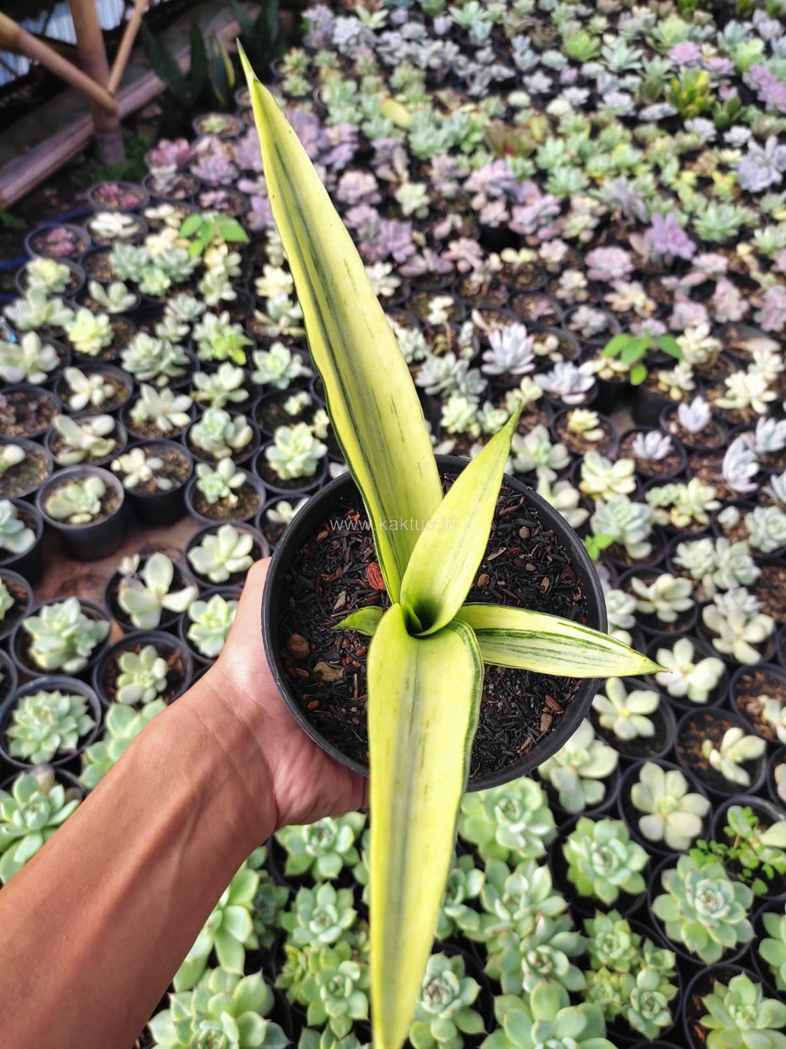 1101. Sansevieria Beauty Sensation - Image 3