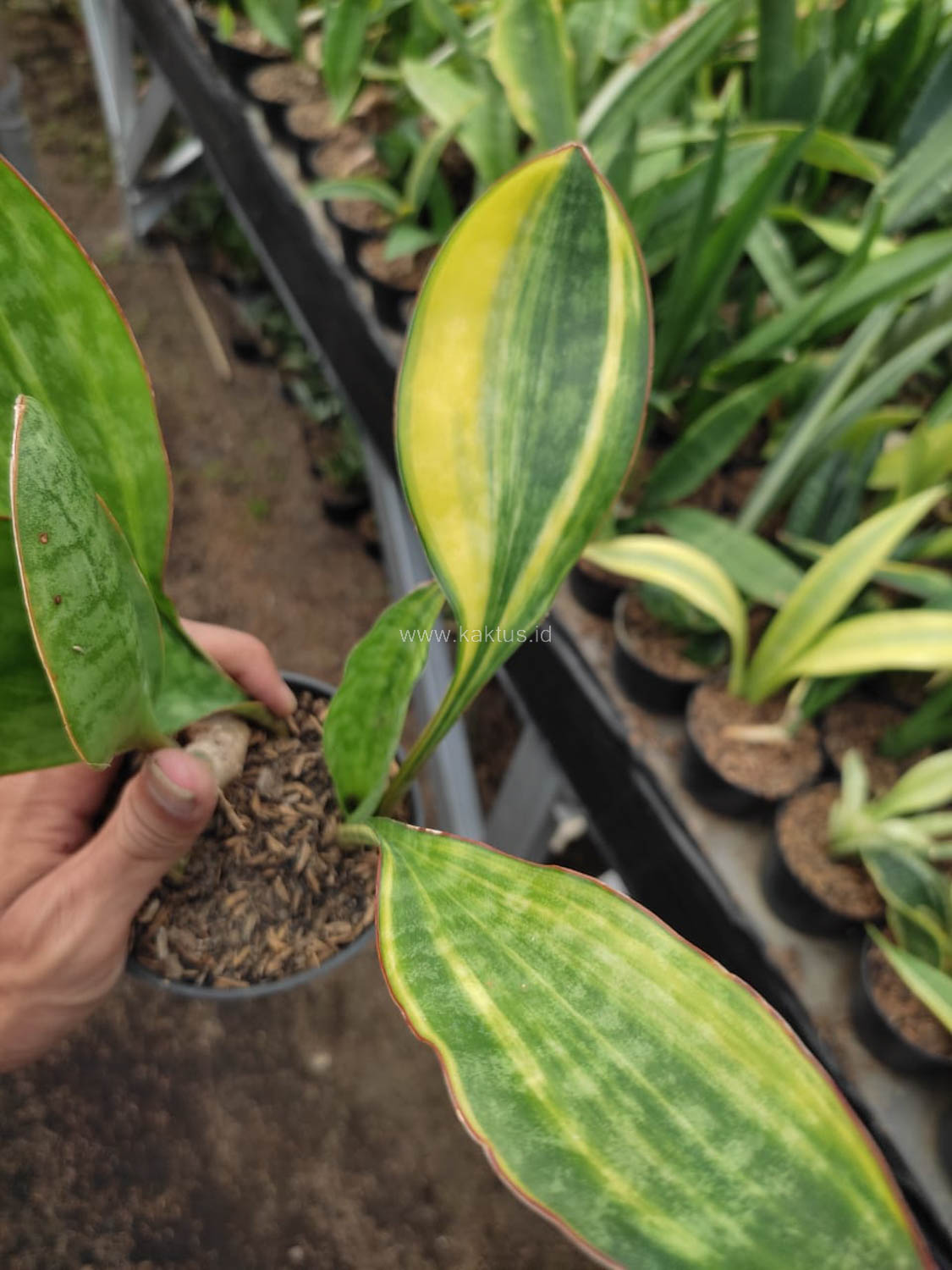1103. Sansevieria Sudwala Variegated - Image 2