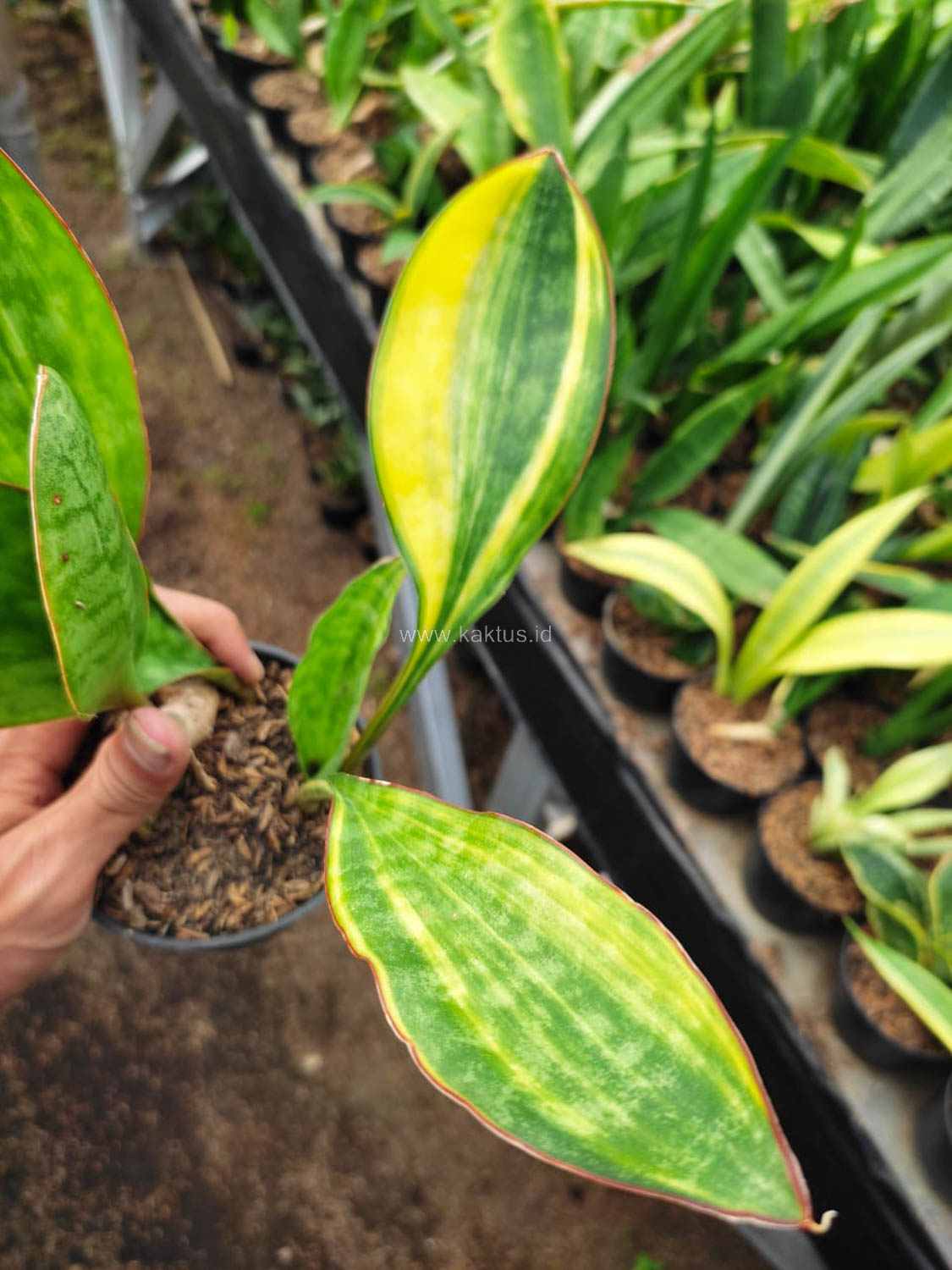 1103. Sansevieria Sudwala Variegated - Image 3