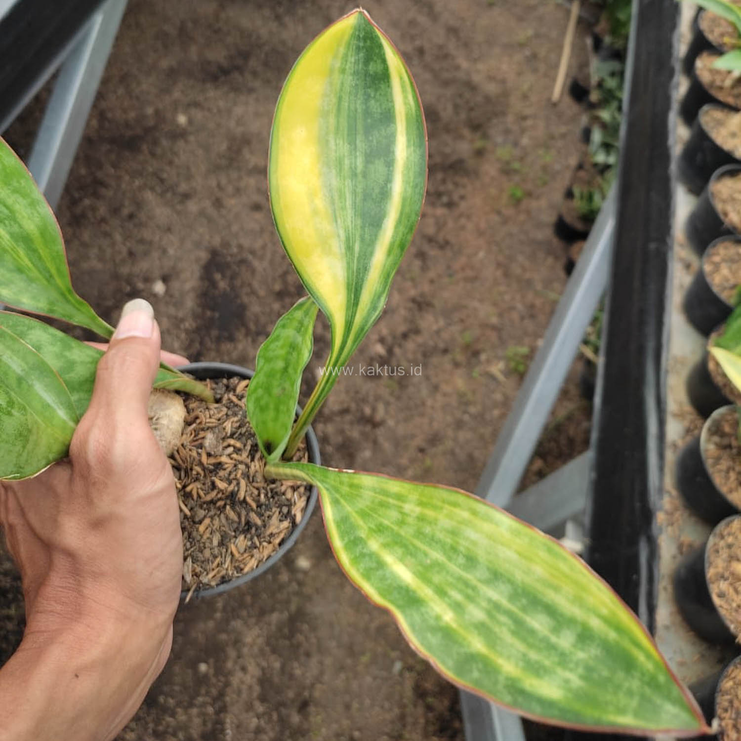 1103. Sansevieria Sudwala Variegated - Image 5