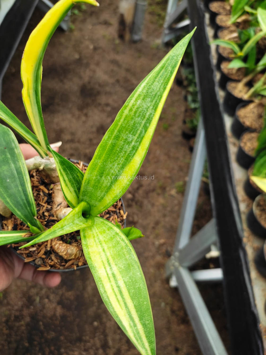 1104. Sansevieria Sinegambica Variegated - Image 2