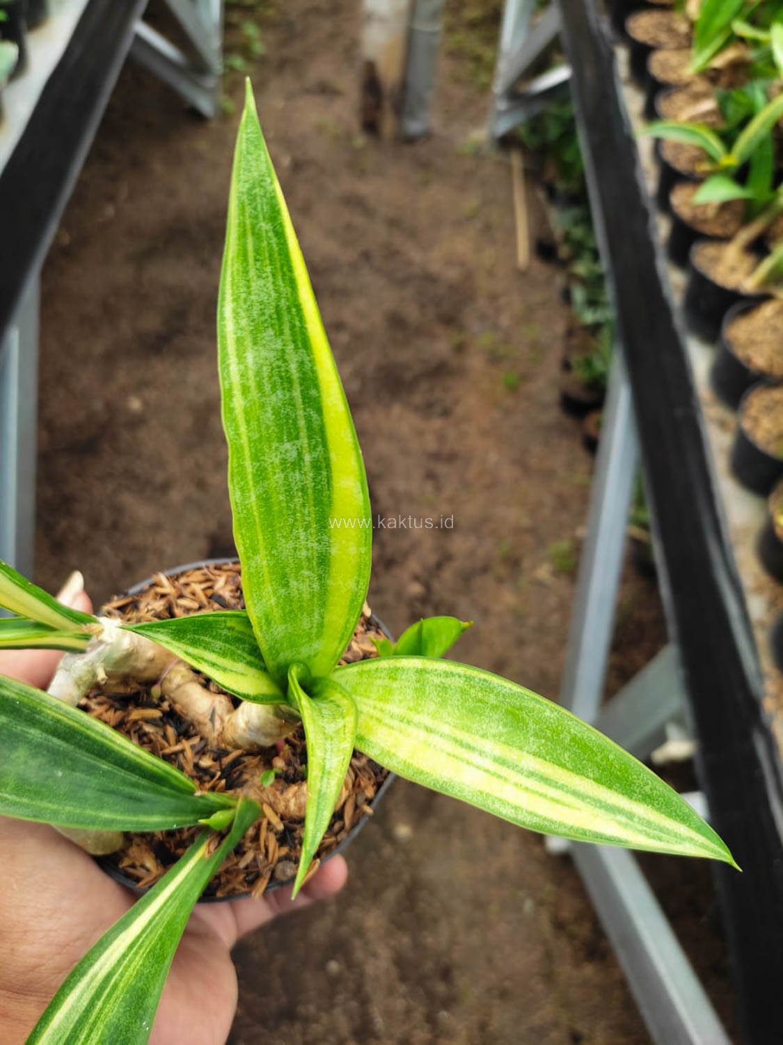 1104. Sansevieria Sinegambica Variegated - Image 6
