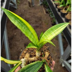1104. Sansevieria Sinegambica Variegated