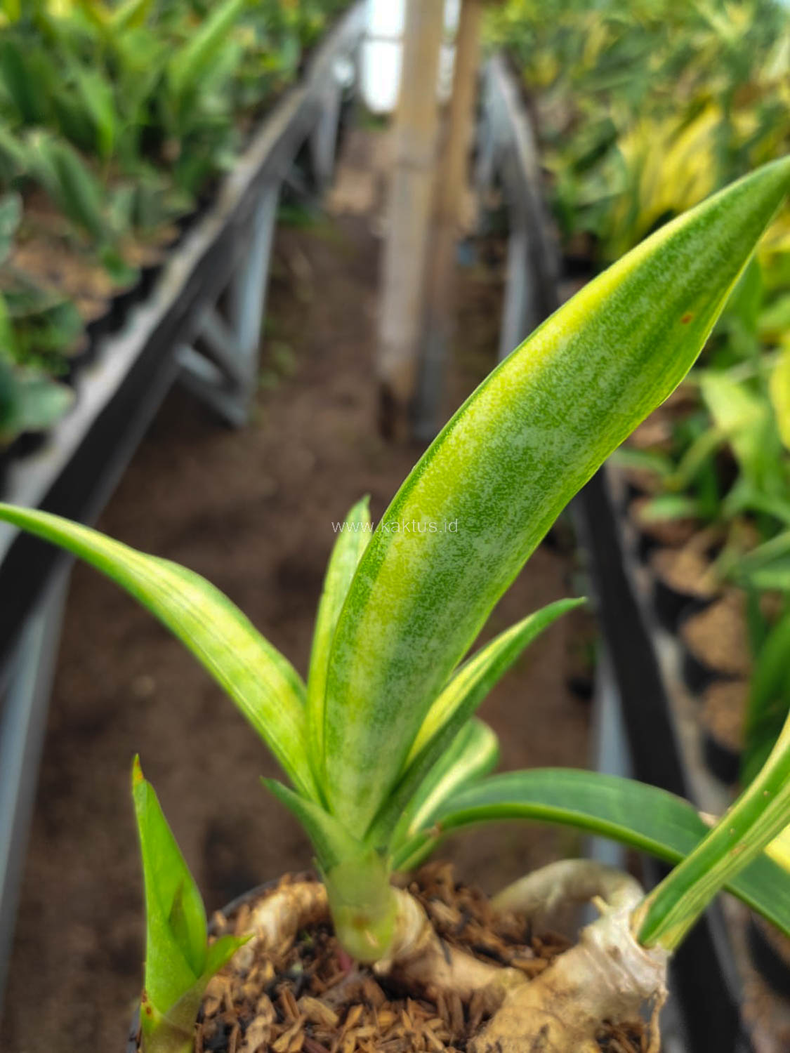 1104. Sansevieria Sinegambica Variegated - Image 4