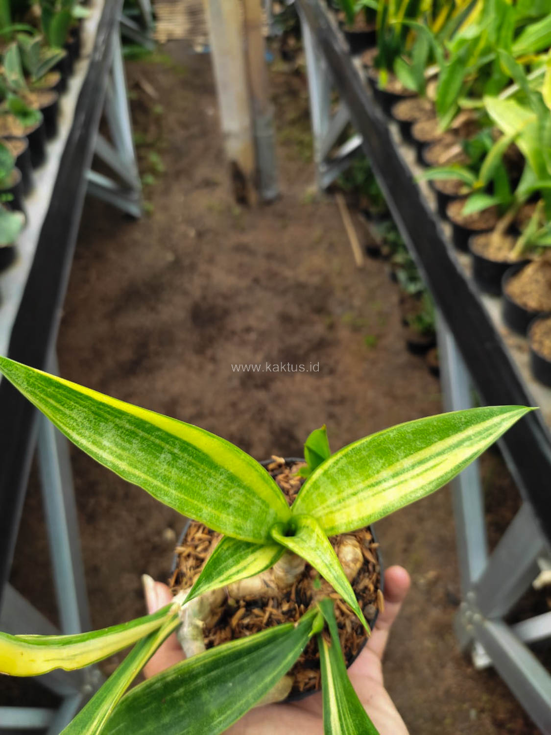 1104. Sansevieria Sinegambica Variegated - Image 3