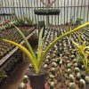 1105. Sansevieria Stela Variegated