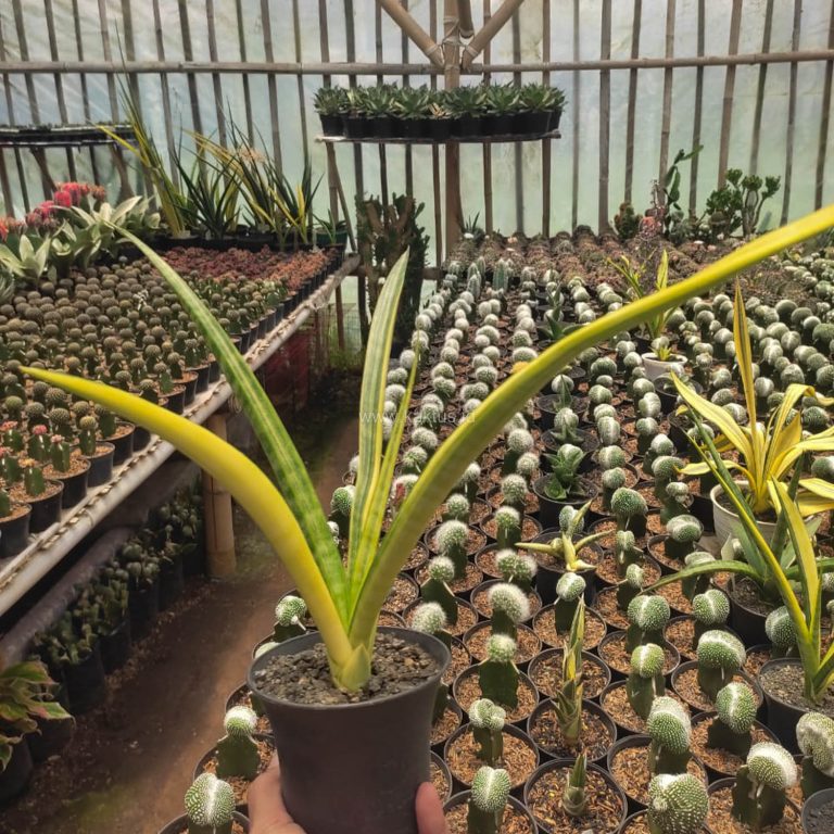 1105. Sansevieria Stela Variegated